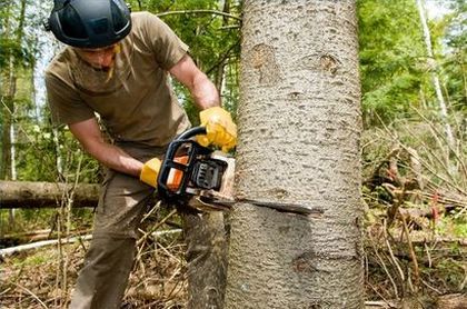 Tree Service Columbus GA Image